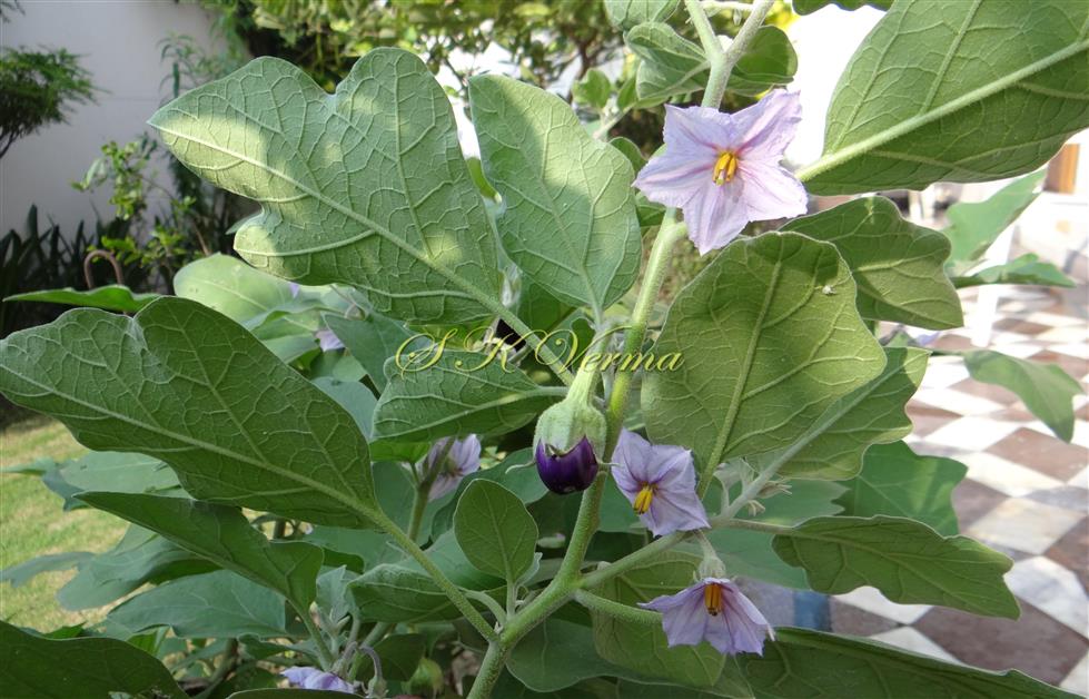  Flowering shoot